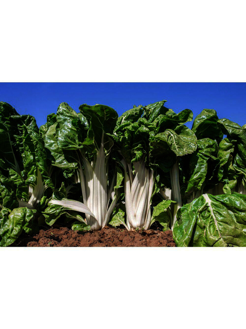 McKenzie Seeds Swiss Chard Fordhook Giant